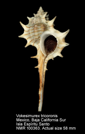 Vokesimurex tricoronis.jpg - Vokesimurex tricoronis (Berry,1960)